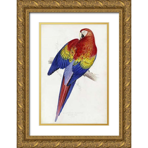 Red and Yellow Maccaw Gold Ornate Wood Framed Art Print with Double Matting by Lear, Edward