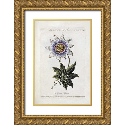 Passion Flower Gold Ornate Wood Framed Art Print with Double Matting by Parkinson, Thomas