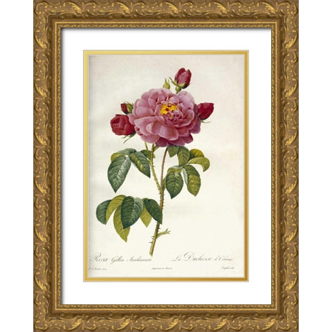 Les Duchess DOrleans Rose Gold Ornate Wood Framed Art Print with Double Matting by Redoute, Pierre Joseph