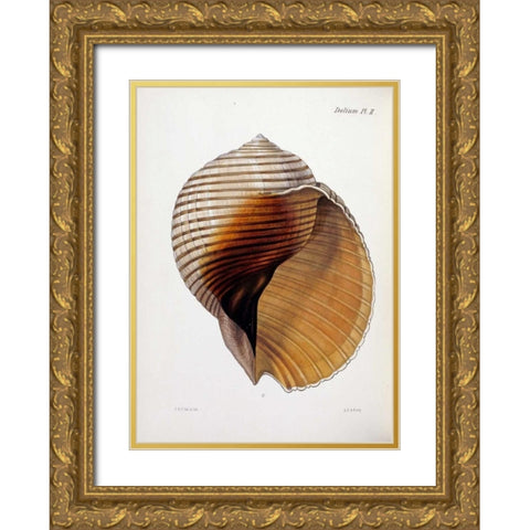 Concholigia Iconica Gold Ornate Wood Framed Art Print with Double Matting by Reeve, Lovell Augustus