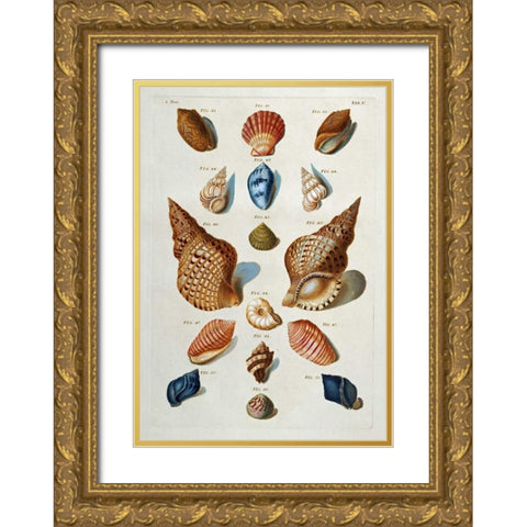 A Selection of Seashells Gold Ornate Wood Framed Art Print with Double Matting by Regenfuss, Franz Michael