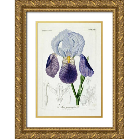 Bearded Iris Gold Ornate Wood Framed Art Print with Double Matting by Reichenbach, H.G.L.