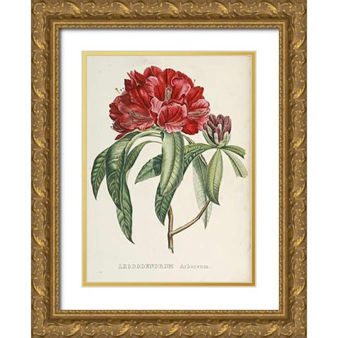 RhododendMaps Arboreum Gold Ornate Wood Framed Art Print with Double Matting by Reichenbach, H.G.L.