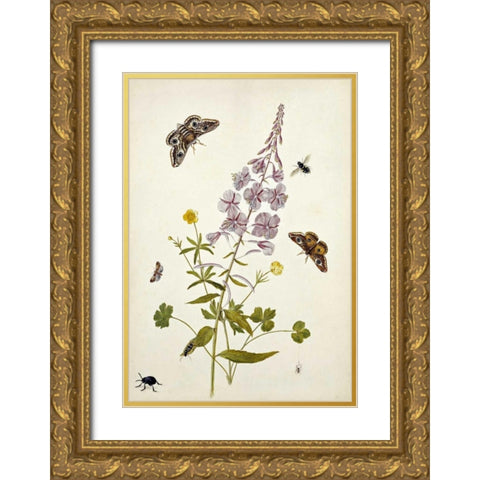 Rosebay Willowherb and Buttercups Gold Ornate Wood Framed Art Print with Double Matting by Robins, Thomas Jr.