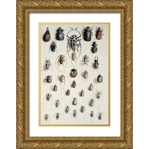 Thirty-Four Insects Gold Ornate Wood Framed Art Print with Double Matting by Rowan, Marian Ellis