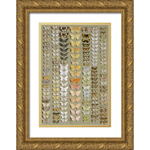 One Hundred and Fifty-Eight Moths Gold Ornate Wood Framed Art Print with Double Matting by Rowan, Marian Ellis