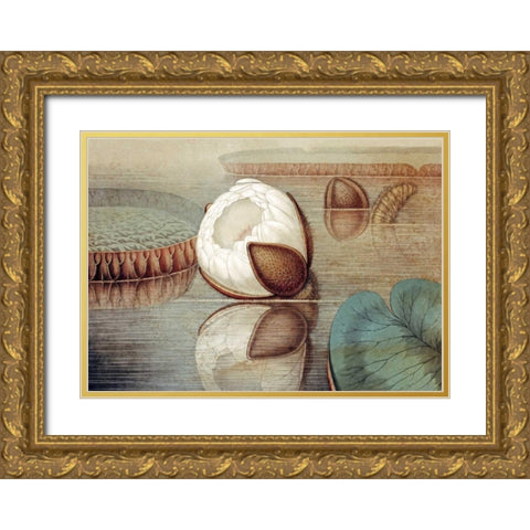 The Great Water Lily of America Gold Ornate Wood Framed Art Print with Double Matting by Sharp, William