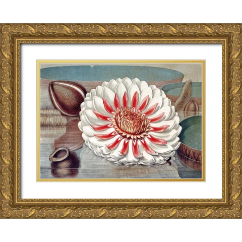 The Great Water Lily of America - Complete Bloom Gold Ornate Wood Framed Art Print with Double Matting by Sharp, William