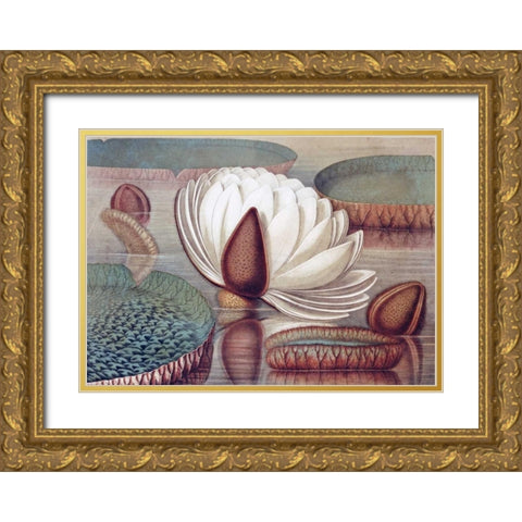 The Great Water Lily of America - Opening Flower Gold Ornate Wood Framed Art Print with Double Matting by Sharp, William