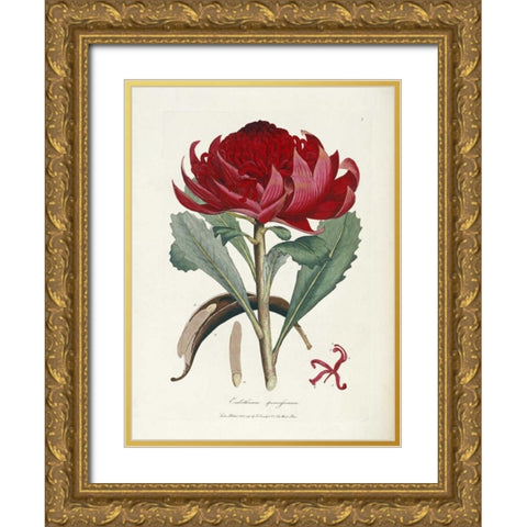 A Specimen of The Botany of New Holland Gold Ornate Wood Framed Art Print with Double Matting by Smith, James Edward