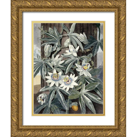 Passion Flowers Gold Ornate Wood Framed Art Print with Double Matting by Thornton, Robert John