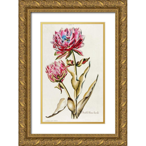 A Double White Edged Tulip Gold Ornate Wood Framed Art Print with Double Matting by Trew, Christoph Jacob