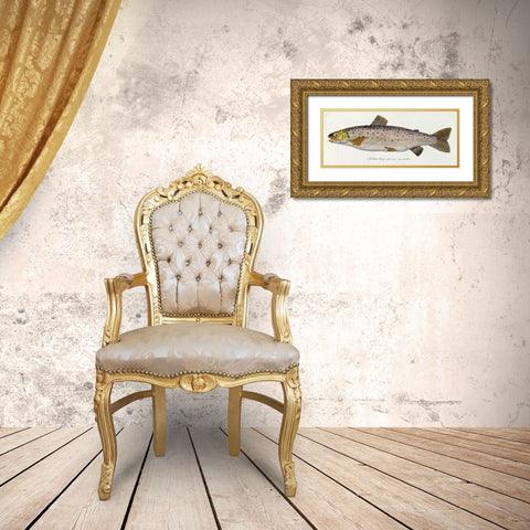 Salmon Engraving Gold Ornate Wood Framed Art Print with Double Matting by Von Meidinger, Baron Carl