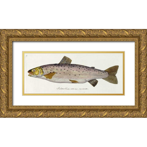 Salmon Engraving Gold Ornate Wood Framed Art Print with Double Matting by Von Meidinger, Baron Carl