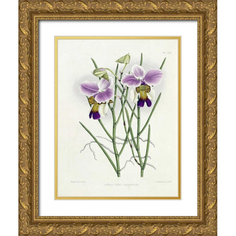 The Orchid Album Plate 475 Gold Ornate Wood Framed Art Print with Double Matting by Warner, Robert