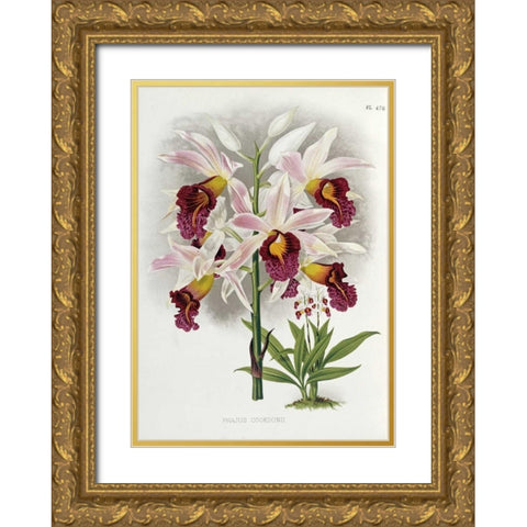 Phajus Cocksonii Gold Ornate Wood Framed Art Print with Double Matting by Warner, Robert