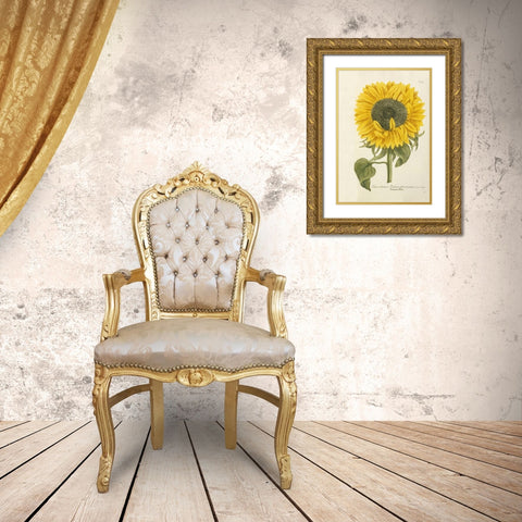 Sun Flower Gold Ornate Wood Framed Art Print with Double Matting by Weinmann, Johann Wilhem