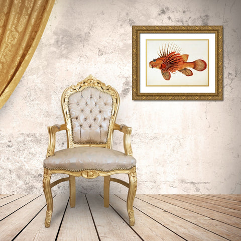 Fishes Found on The Coast of Ceylon Gold Ornate Wood Framed Art Print with Double Matting by Bennett, John Whitchurch