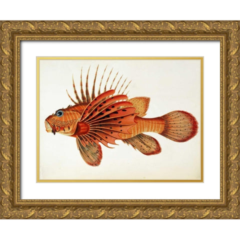 Fishes Found on The Coast of Ceylon Gold Ornate Wood Framed Art Print with Double Matting by Bennett, John Whitchurch