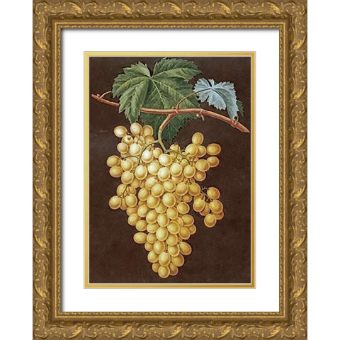 Alexandria Grapes Gold Ornate Wood Framed Art Print with Double Matting by Brookshaw, George