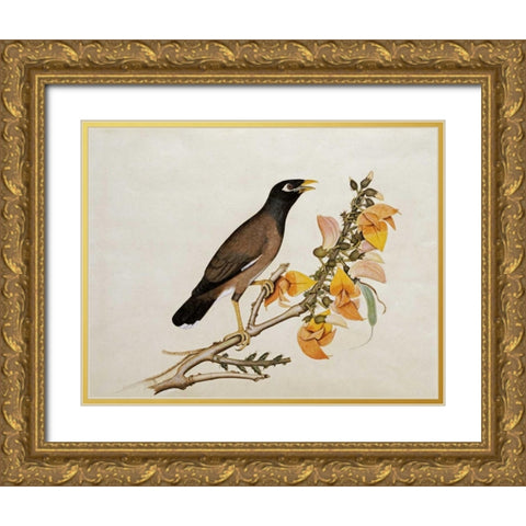 A Minah Bird Perched on a Flowering Branch Gold Ornate Wood Framed Art Print with Double Matting by Calcutta School