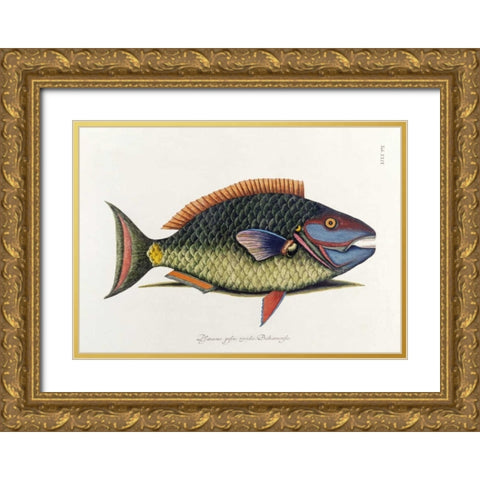 The Parrot Fish Gold Ornate Wood Framed Art Print with Double Matting by Catesby, Mark