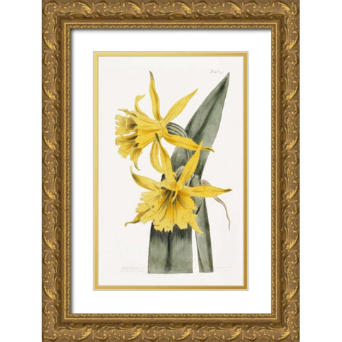 Narcissi Gold Ornate Wood Framed Art Print with Double Matting by Curtis, William