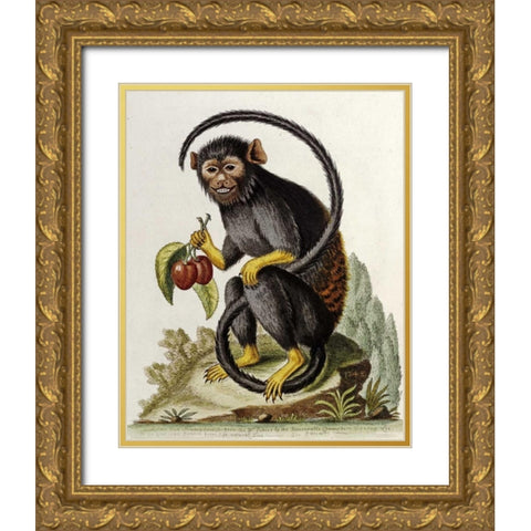 A Little Black Monkey Gold Ornate Wood Framed Art Print with Double Matting by Edwards, George