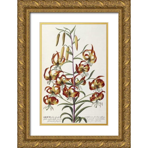 Lilium - Plantae Selectae Gold Ornate Wood Framed Art Print with Double Matting by Ehret, George Dionysius