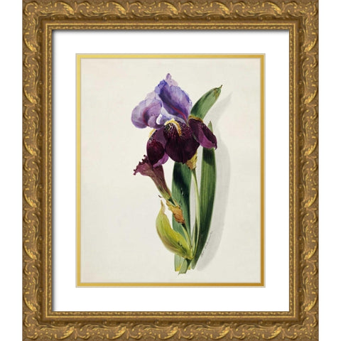 A Flag Iris Gold Ornate Wood Framed Art Print with Double Matting by Holland, Thomas