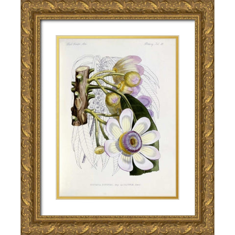 Membrillo Gold Ornate Wood Framed Art Print with Double Matting by Keulemans, J.G.