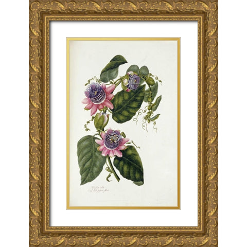 Passion Flowers Gold Ornate Wood Framed Art Print with Double Matting by Lawrence, Mary