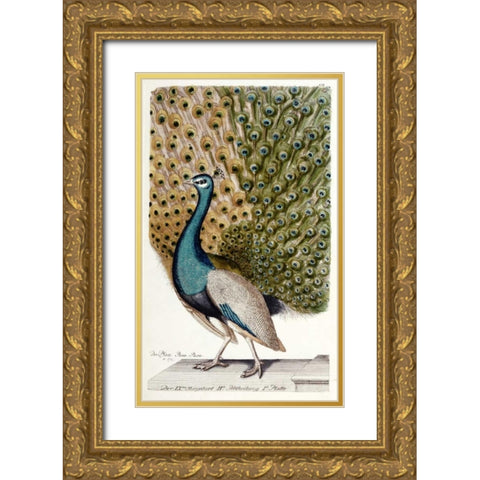 Male Peacock In Full Display Gold Ornate Wood Framed Art Print with Double Matting by Leonhard, Johann