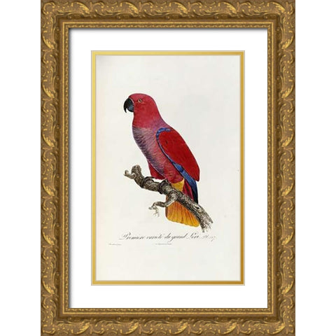 Histoire Naturelle Des Perroquets Gold Ornate Wood Framed Art Print with Double Matting by Levaillant, Francois