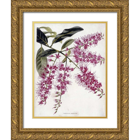 Combretum Purpureum Gold Ornate Wood Framed Art Print with Double Matting by Loddiges, Conrad