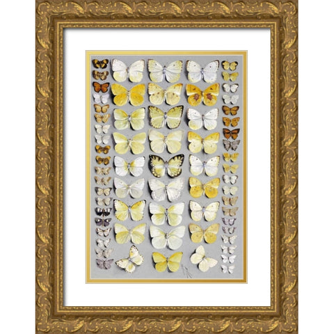 Sixty-Seven Lepidoptera Gold Ornate Wood Framed Art Print with Double Matting by Rowan, Marian Ellis