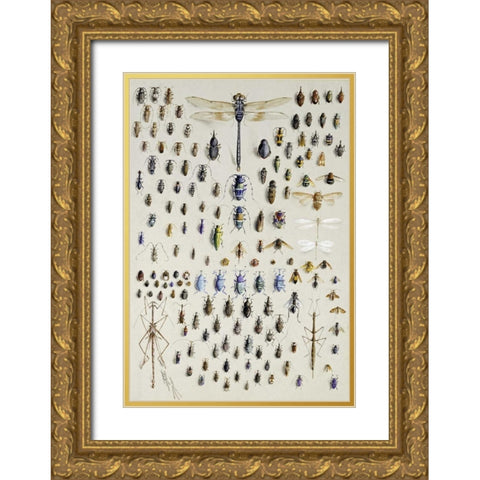 One Hundred and Fifty Insects Gold Ornate Wood Framed Art Print with Double Matting by Rowan, Nmarian Ellis