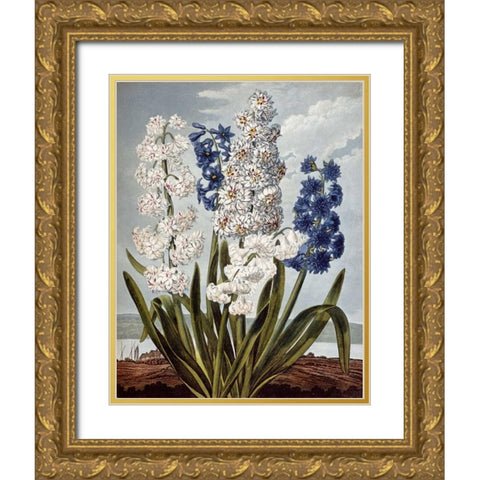 Hyacynths Gold Ornate Wood Framed Art Print with Double Matting by Thornton, Robert John