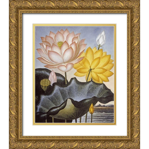 Sacred Egyptian Bean Gold Ornate Wood Framed Art Print with Double Matting by Thornton, Robert John
