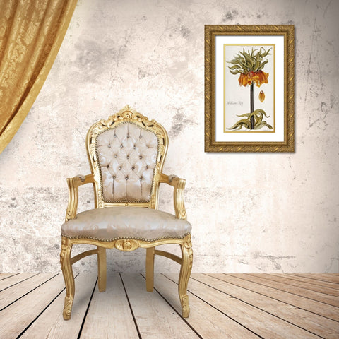 Corona Imperialis Gold Ornate Wood Framed Art Print with Double Matting by Trew, Christoph Jacob