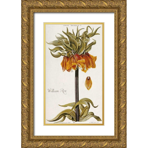 Corona Imperialis Gold Ornate Wood Framed Art Print with Double Matting by Trew, Christoph Jacob