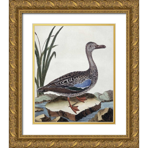 Sarcelle - Duck De Cayenne Gold Ornate Wood Framed Art Print with Double Matting by Buffon, Georges-Louis Leclerc