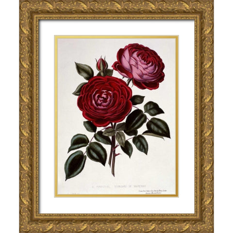 H Perpetual, Standard of Marengo Gold Ornate Wood Framed Art Print with Double Matting by Curtis, Henry