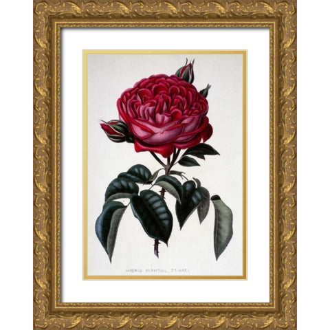 Hybrid Perpetual, Dr. Marx Gold Ornate Wood Framed Art Print with Double Matting by Curtis, Henry