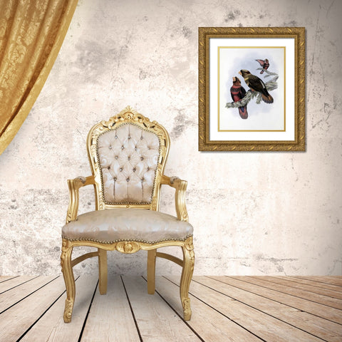 Banded Lory Gold Ornate Wood Framed Art Print with Double Matting by Glover, John