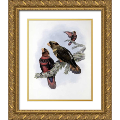 Banded Lory Gold Ornate Wood Framed Art Print with Double Matting by Glover, John