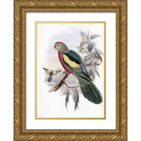 Beautiful King Parrot Gold Ornate Wood Framed Art Print with Double Matting by Glover, John
