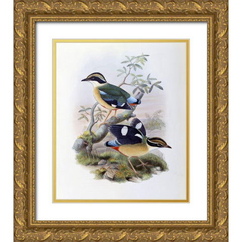 Bengal Pitta Gold Ornate Wood Framed Art Print with Double Matting by Gould, John