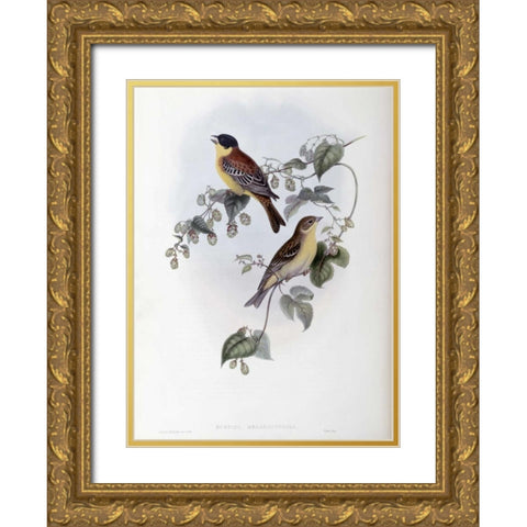 Black Headed Bunting Gold Ornate Wood Framed Art Print with Double Matting by Glover, John