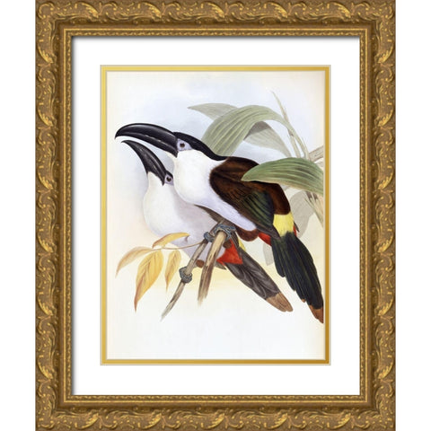 Black-Billed Hill Toucan Gold Ornate Wood Framed Art Print with Double Matting by Gould, John